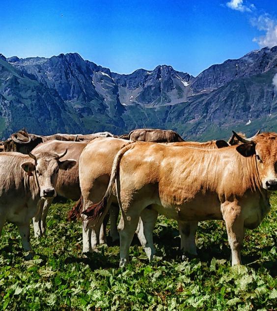 Prat amb vaques Vall d'Aran